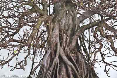 Fig's branching detail